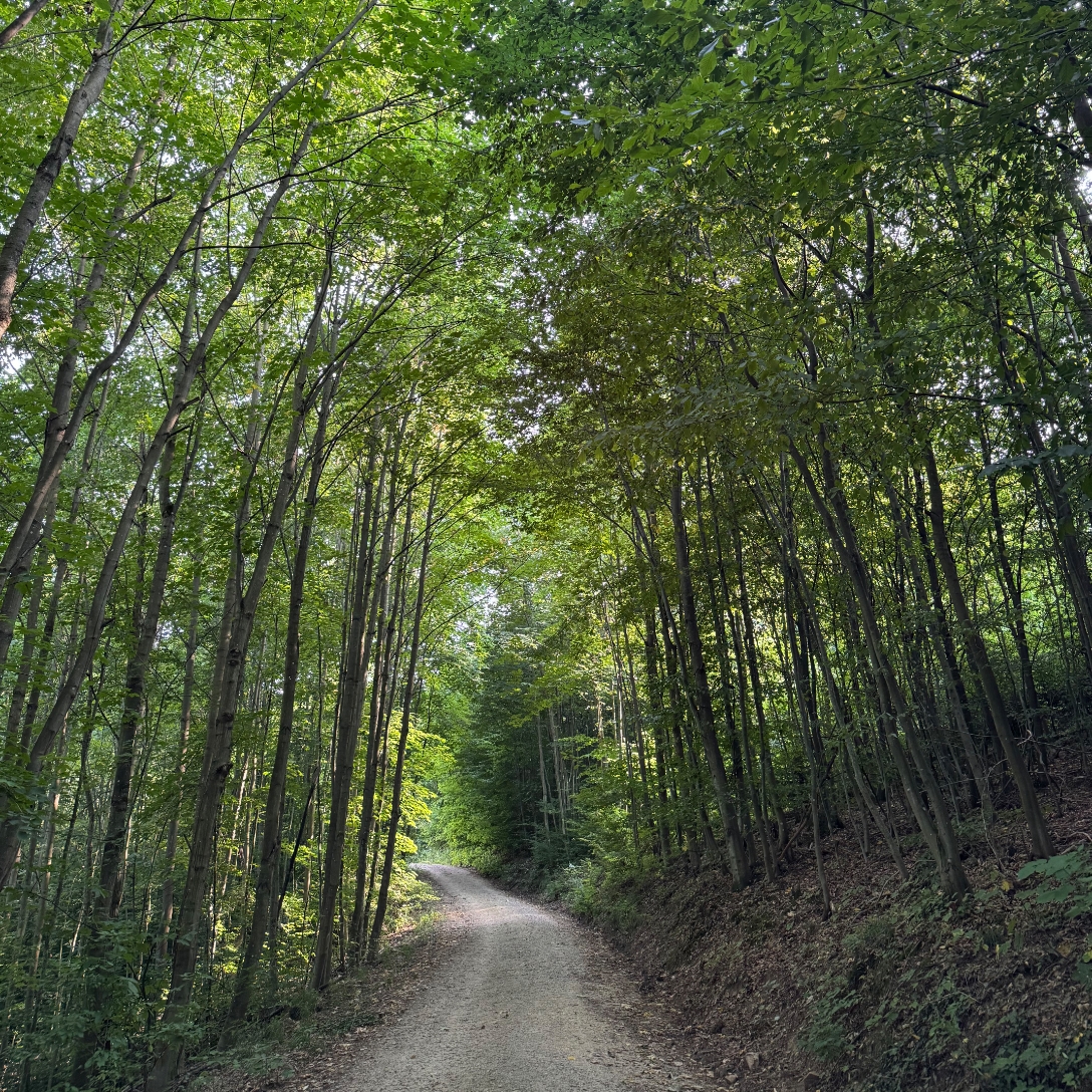 Image_Heilwald_Goettweig_Content_9